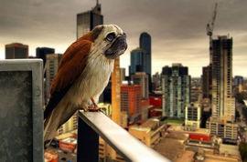 八哥最新爆料新闻直播,最新爆料新闻直播精彩瞬间